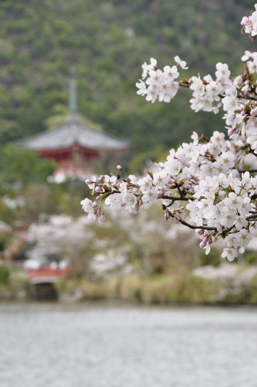 imtakt photo beautiful kyoto aki