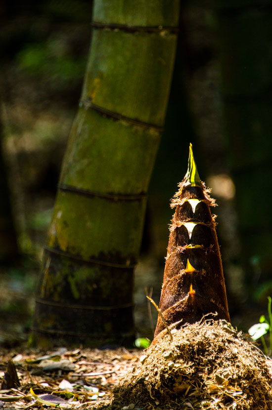 imtakt photo beautiful kyoto aki