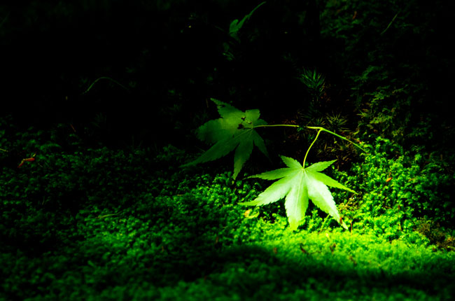 imtakt photo beautiful kyoto aki