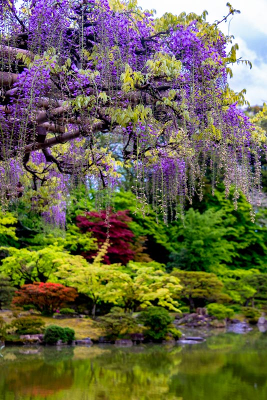 imtakt photo beautiful kyoto aki