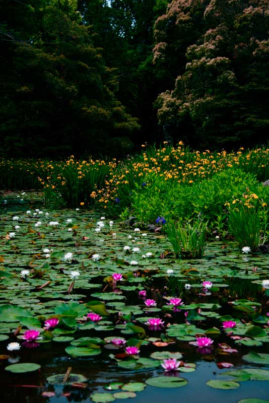 imtakt photo beautiful kyoto aki