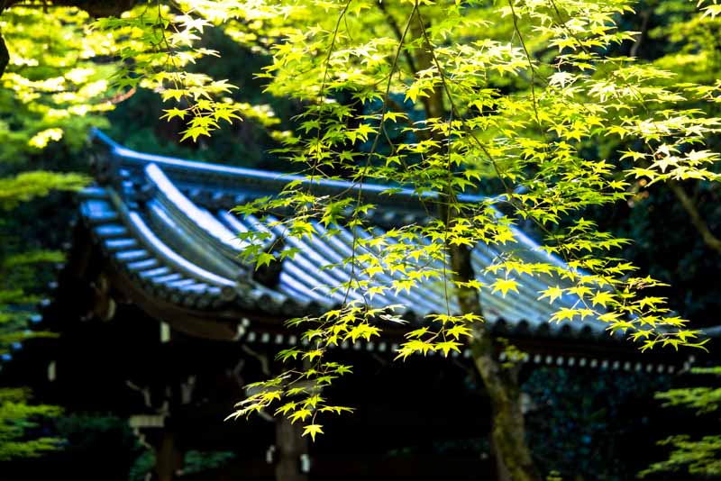 imtakt photo beautiful kyoto aki