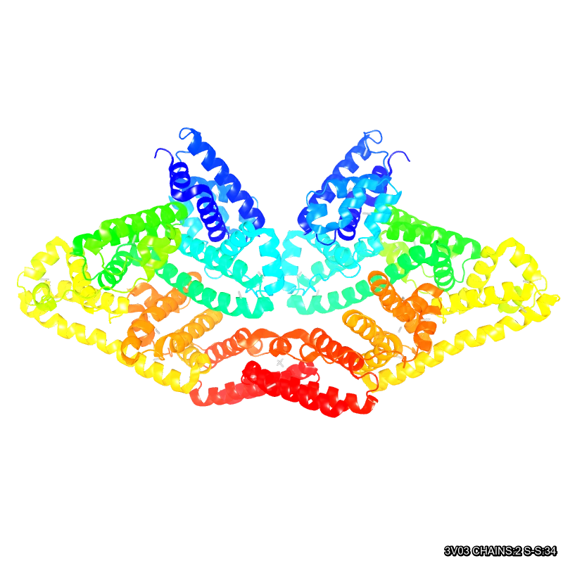 WebP Image