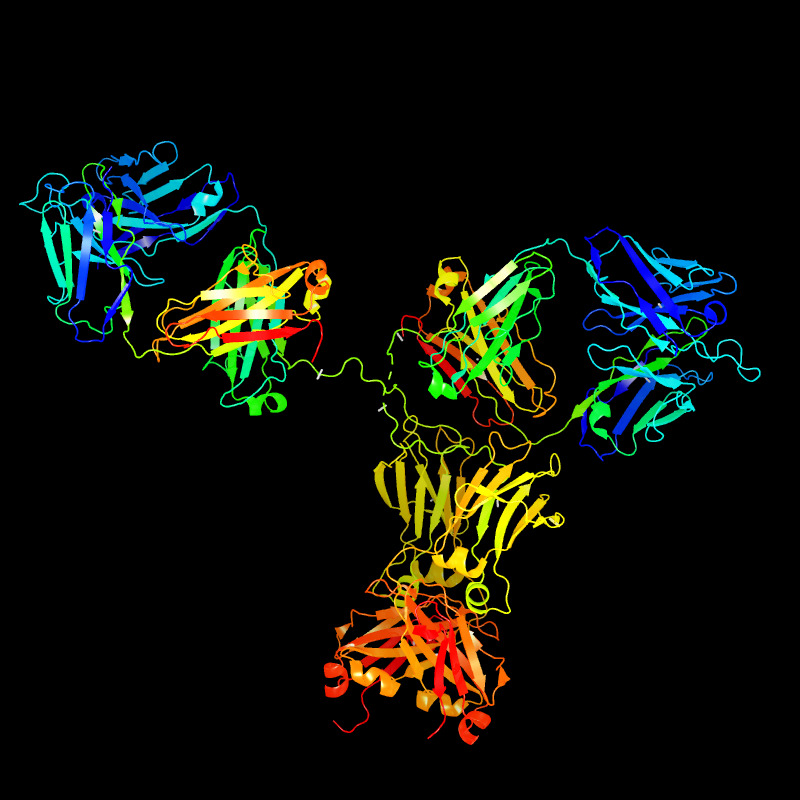 Molecules in Chromatography - IgG (JPG)