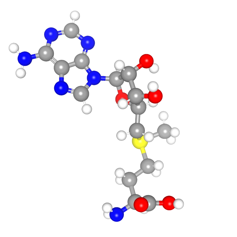 WebP Image