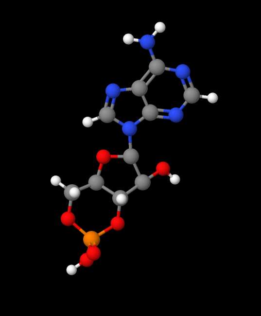 Molecules in Chromatography - cAMP (JPG)