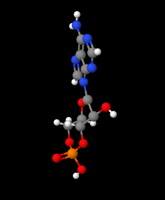 Molecules in Chromatography - cAMP (WebP)
